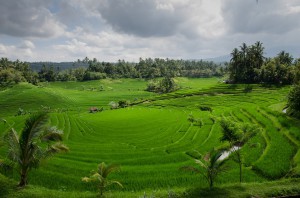 Terrazas de arroz en Japón