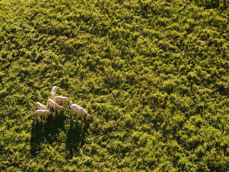 La revolución de los drones: sus usos más sorprendentes