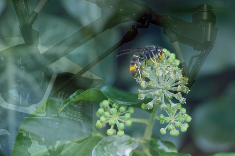 Nuestros drones lucharán contra la avispa devoradora de abejas